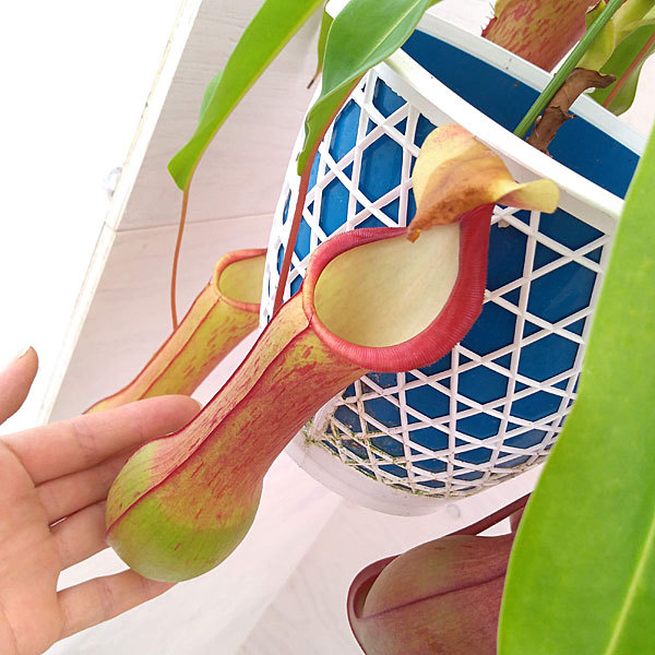 観葉植物 ネペンテス アラータ アカネ 4号吊鉢入りの詳細画像5