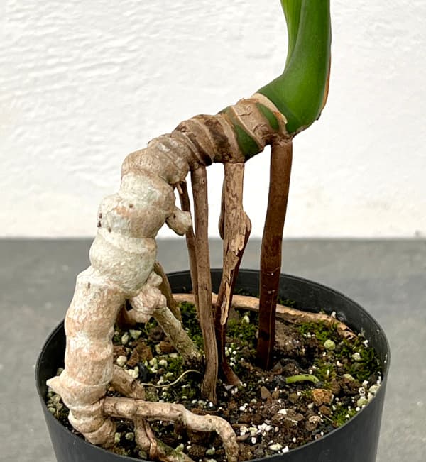 観葉植物 トーマスファームさんこだわりのモンステラ（実生3年苗・根 