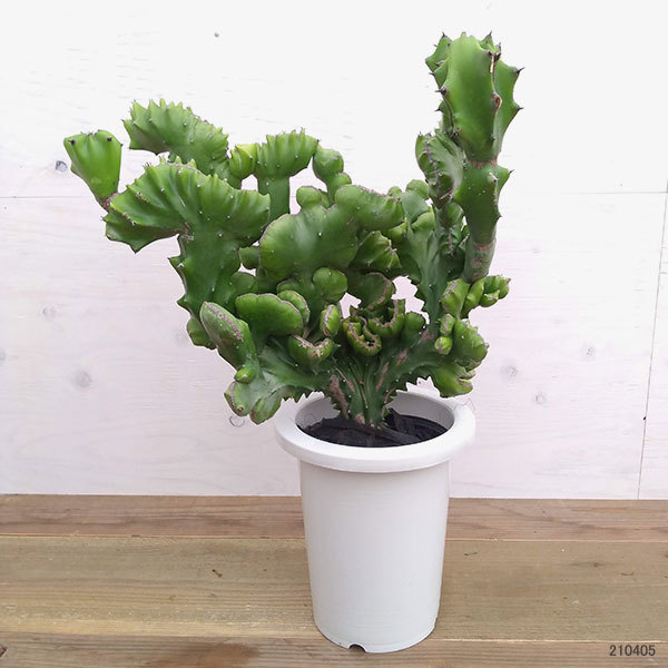 海外正規品 観葉植物 ユーフォルビア 魔界麒麟 鬼面閣 マカイキリン キメンカク 7号鉢植え 送料無料 Zoetalentsolutions Com