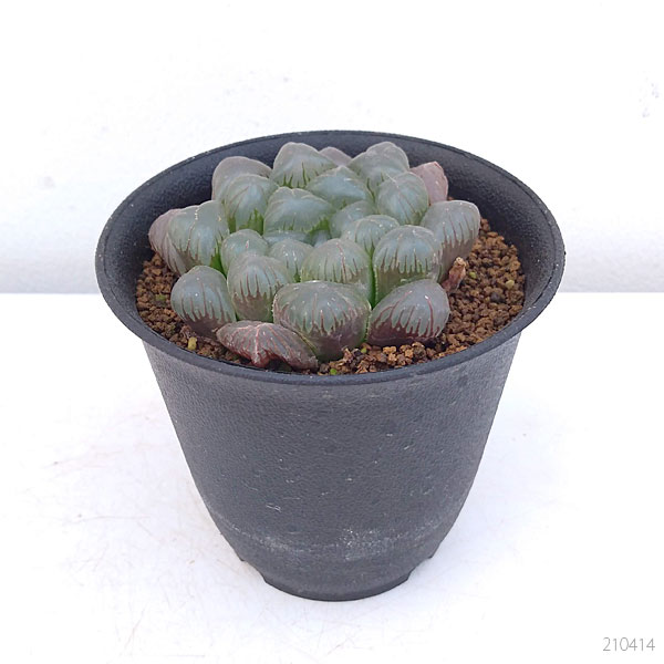 観葉植物 多肉植物 紫オブツーサ 3号鉢植え 1025 園芸ネット 通販 Yahoo ショッピング