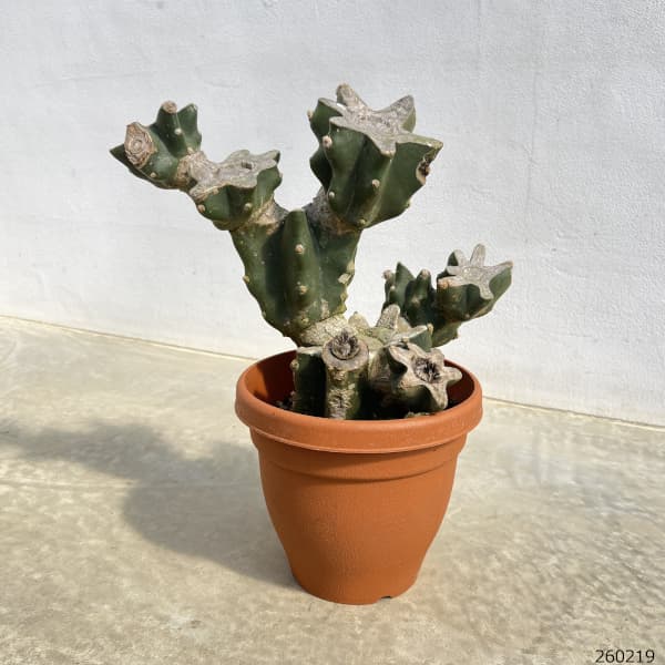 観葉植物 サボテン ハシラサボテン(ブランチ)...の詳細画像1