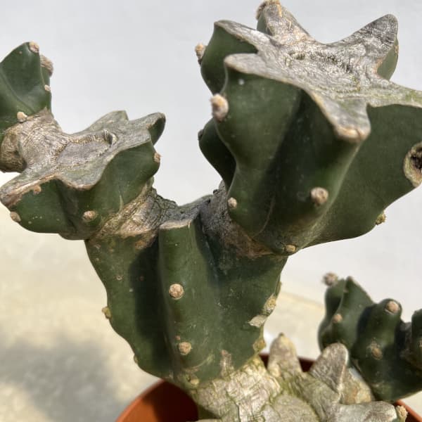 観葉植物 サボテン ハシラサボテン(ブランチ)...の詳細画像2