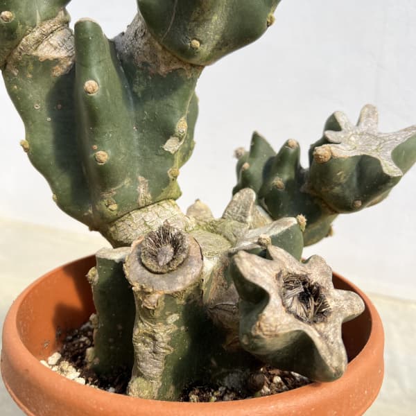 観葉植物 サボテン ハシラサボテン(ブランチ)...の詳細画像3