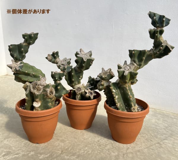 観葉植物 サボテン ハシラサボテン(ブランチ)...の詳細画像4