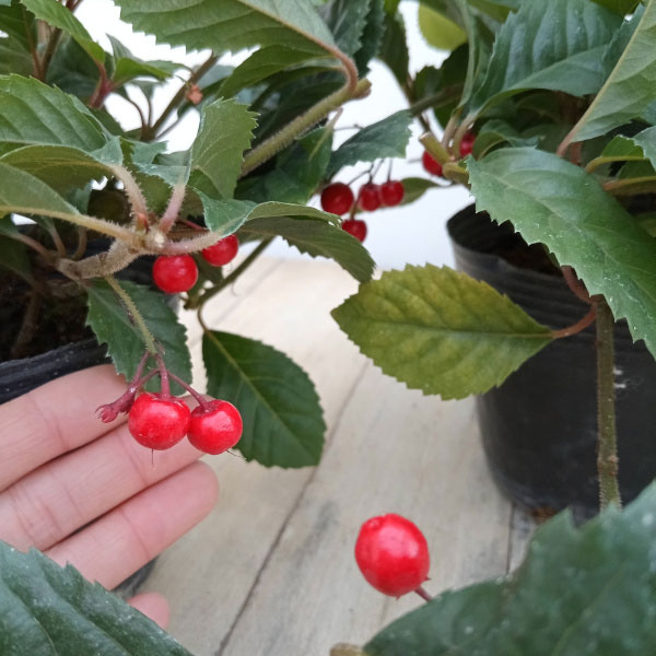 花木 庭木の苗 ヤブコウジ（十両）：大実ヤブコウジ福寿紅4.5号鉢植え