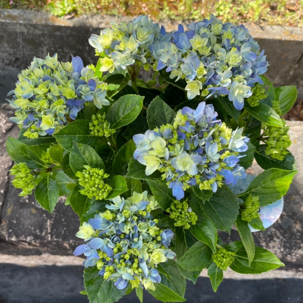 アジサイ　苗　各種　バラやアジサイのお庭に♡ あじさい 苗（花、ガーデニング）の商品一覧 通販 - Yahoo!ショッピング