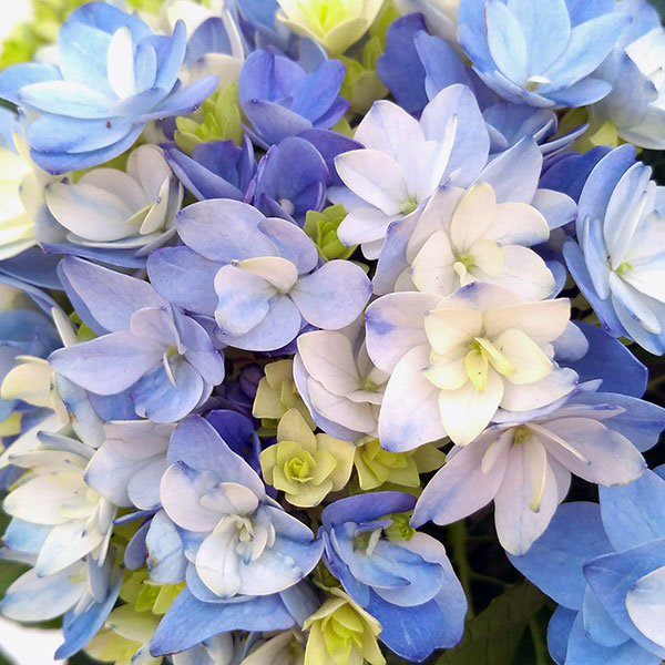 アジサイ 星あつめ（花の苗）｜苗 | 花、ガーデニング の商品一覧 通販