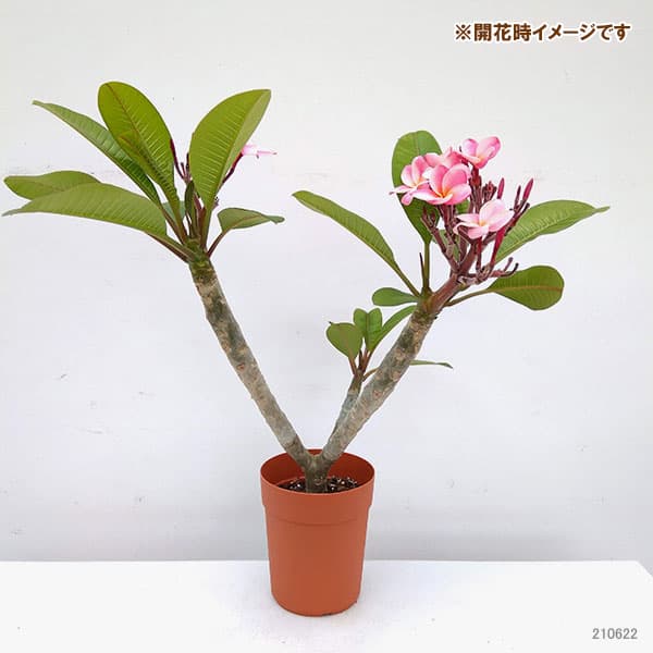 プルメリア 鉢の商品一覧 通販 - Yahoo!ショッピング