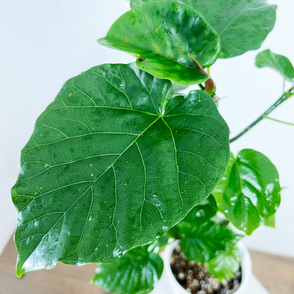 観葉植物 フィカス ウンベラータ（曲げ仕立て） 5号鉢植え* : 園芸
