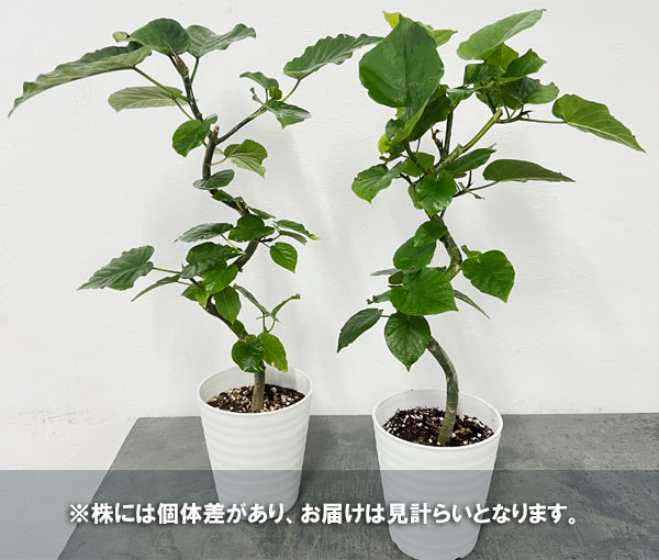 観葉植物 フィカス ウンベラータ（曲げ仕立て） 5号鉢植え* : 園芸