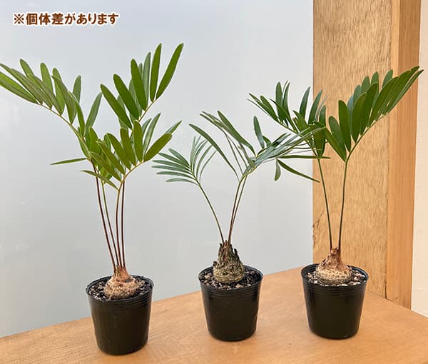 ソテツの仲間の商品一覧 通販 - Yahoo!ショッピング