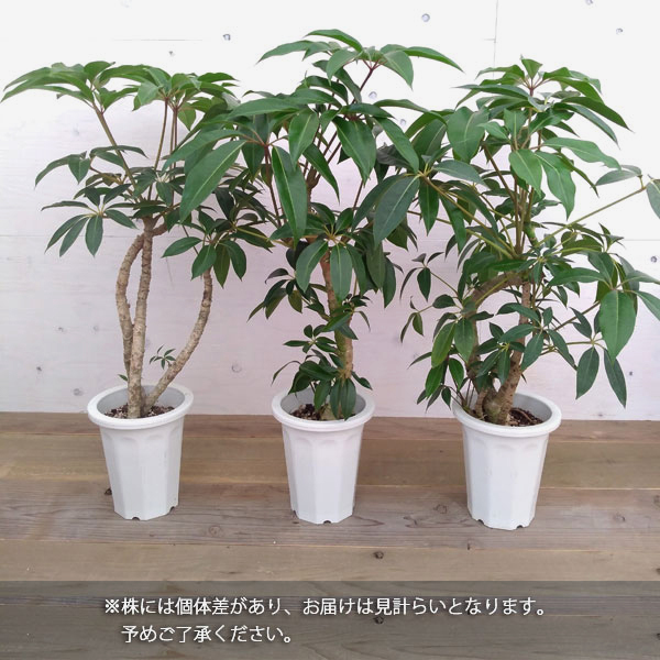 観葉植物 ツピダンサス カリプトラツス 6号鉢植 1317 園芸ネット 通販 Yahoo ショッピング