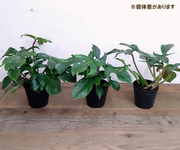 観葉植物 フィロデンドロン スクアミフェルム 5号鉢植え 1617 園芸ネット 通販 Yahoo ショッピング
