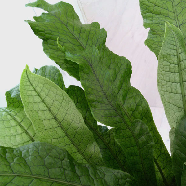 クロコダイルファーン＋ネザーランド＋チャイナビーン 観葉植物