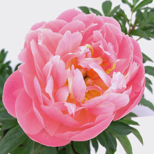 芍薬苗 ピオニー シャクヤク 園芸ネット - シャクヤク（芍薬）・ピオニー｜Yahoo!ショッピング