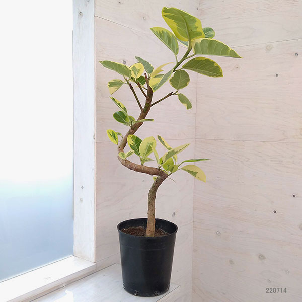 フィカス アルテシマの商品一覧 通販 - Yahoo!ショッピング 