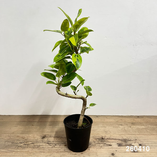 フィカスエラスティカ（観葉植物） | 花、ガーデニング のおすすめ人気