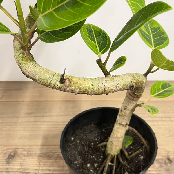 フィカス アルテシマ（観葉植物） | 花、ガーデニング のおすすめ人気