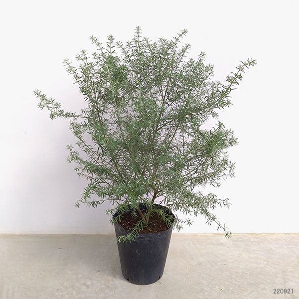 ウエストリンギアのおすすめ人気商品一覧 通販 - Yahoo!ショッピング