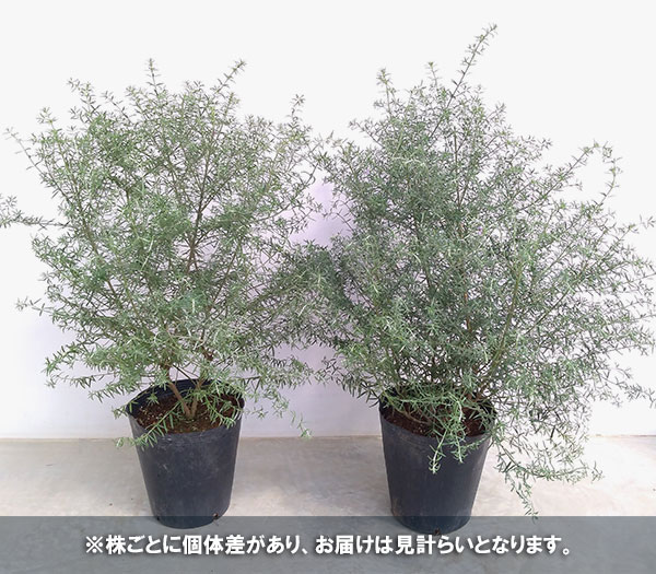 ウエストリンギアのおすすめ人気商品一覧 通販 - Yahoo!ショッピング