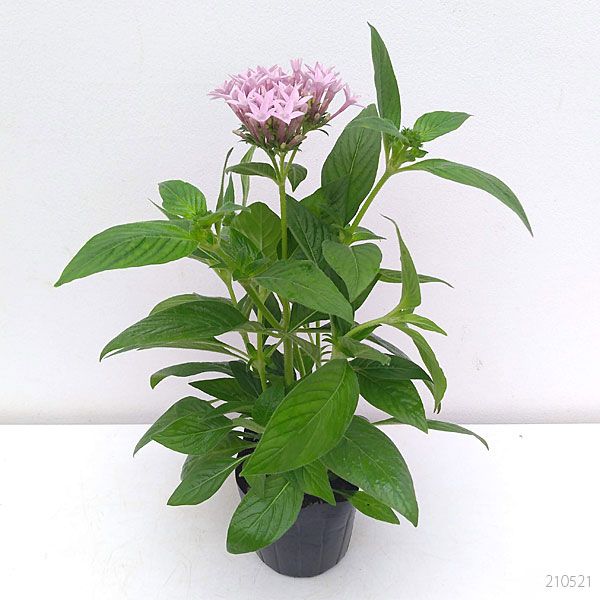 草花の苗 (わけあり特価)ペンタス グラフィテ...の詳細画像1