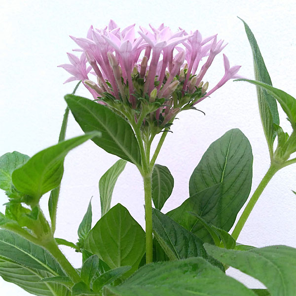 草花の苗 (わけあり特価)ペンタス グラフィテ...の詳細画像2