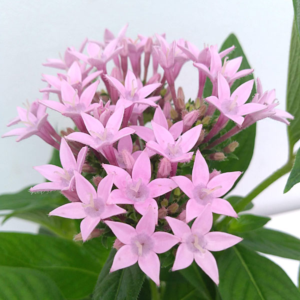 草花の苗 (わけあり特価)ペンタス グラフィテ...の詳細画像3