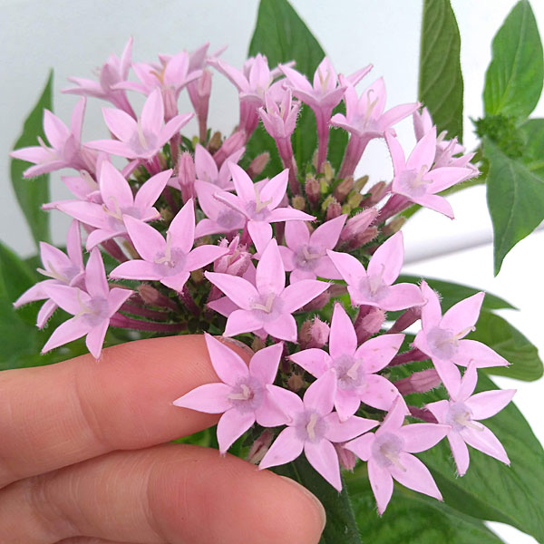 草花の苗 (わけあり特価)ペンタス グラフィテ...の詳細画像4