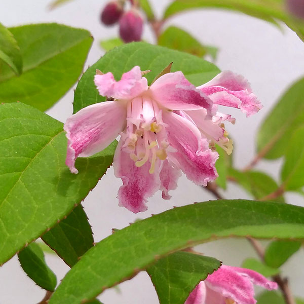 ウツギの花（苗） | 花、ガーデニング のおすすめ人気商品一覧 通販