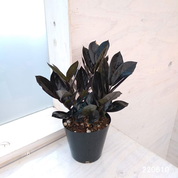 観葉植物 ザミオクルカス レイヴン 4号鉢植え : 園芸ネット - 通販
