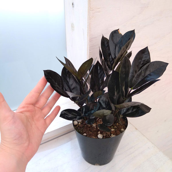 観葉植物/ザミオクルカス：レイヴン 4号鉢植え : 園芸ネット