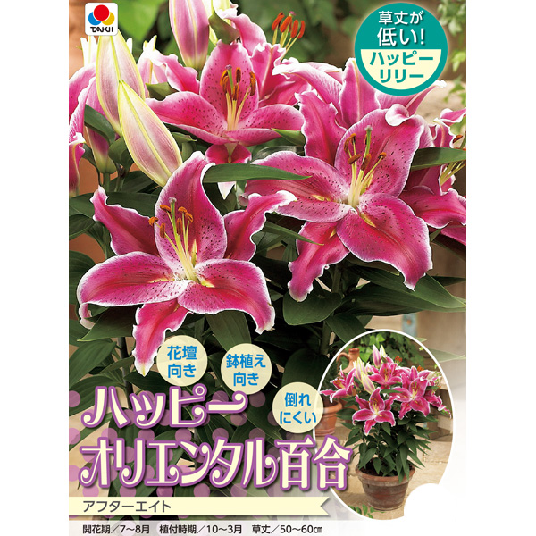 球根 26年10月中下旬予約 ユリ(オリエンタ...の詳細画像1