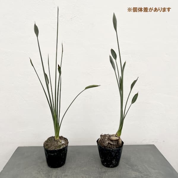 ストレリチア ノンリーフ（観葉植物） | 花、ガーデニング のおすすめ