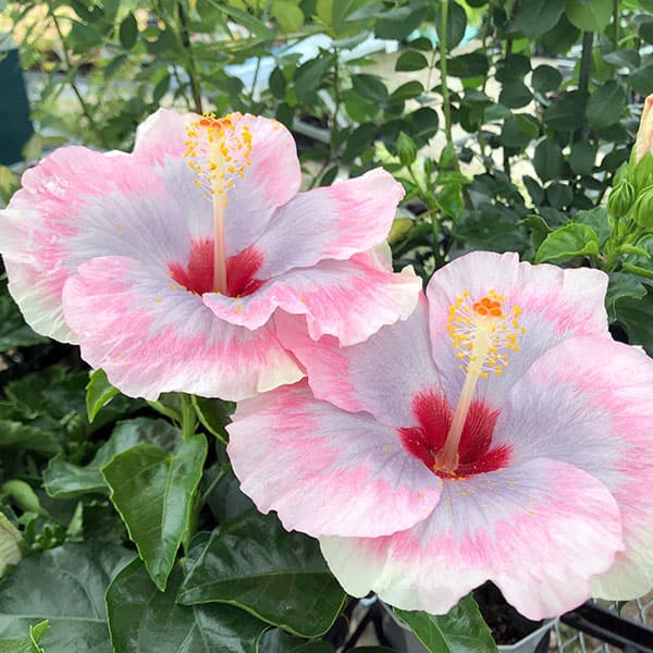珍しいハイビスカスの花のおすすめ人気商品一覧 通販 - Yahoo