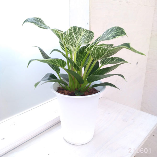観葉植物 フィロデンドロン バーキン 6号鉢植え* : 園芸ネット - 通販