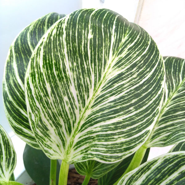 観葉植物 フィロデンドロン バーキン 6号鉢植え* : 園芸ネット - 通販