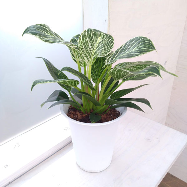 観葉植物 フィロデンドロン バーキン 6号鉢植え* : 園芸ネット - 通販