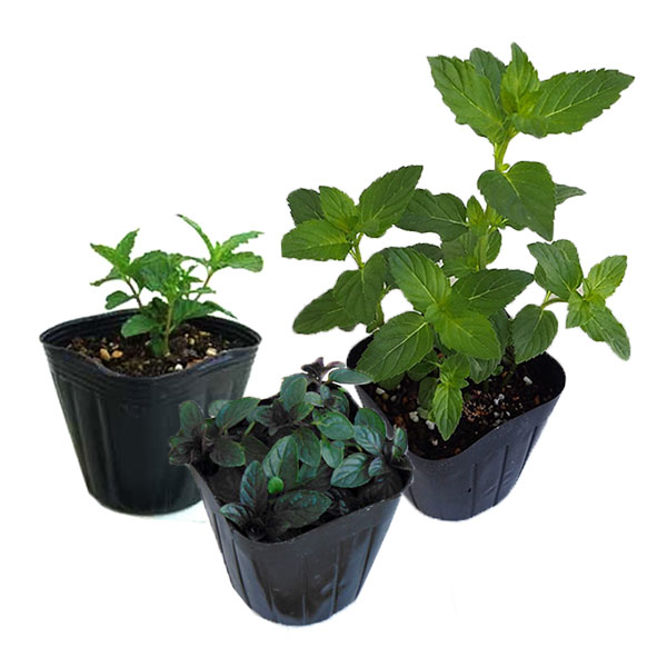 ハーブの苗 ミント3種セットM（スペアミント・モヒートミント・クール