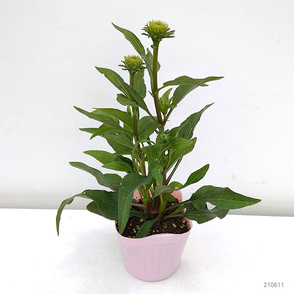 草花の苗 サマーセール (わけあり特価)エキナ...の詳細画像2
