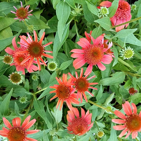 プルメリア 苗 ハワイ（花の苗）｜苗 | 花、ガーデニング のおすすめ