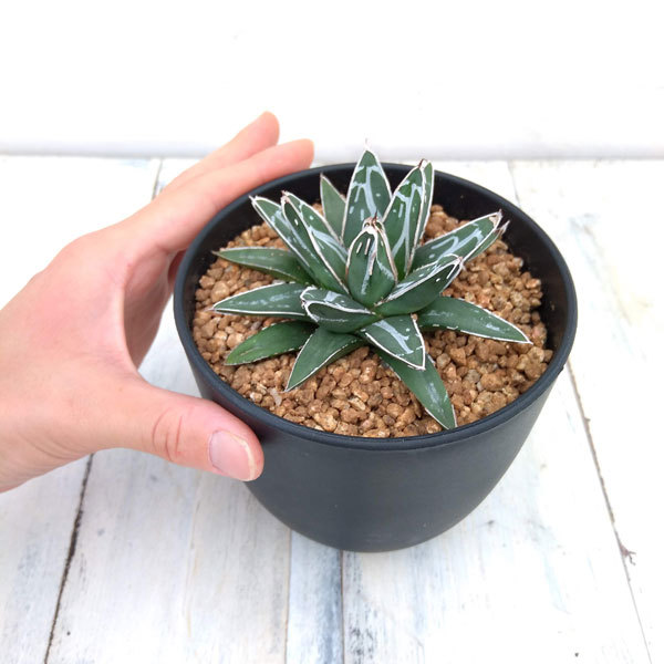 アガベ リュウゼツランの商品一覧 通販 - Yahoo!ショッピング