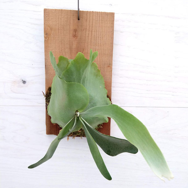 観葉植物 プラティセリウム ビカクシダ ウィリンキー 板付け仕立て A 2 1370 園芸ネット 通販 Yahoo ショッピング
