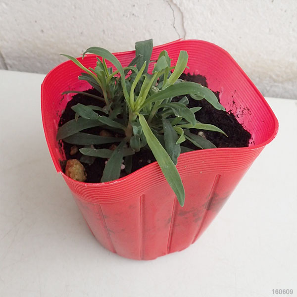 山野草の苗 カワラナデシコ(河原撫子) 赤花3...の詳細画像4