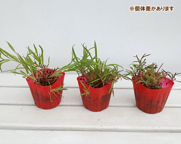 山野草の苗 カワラナデシコ(河原撫子) 赤花3...の詳細画像2