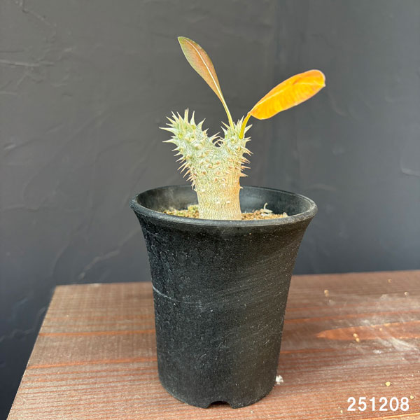 パキポディウム ロスラーツムの商品一覧 通販 - Yahoo!ショッピング