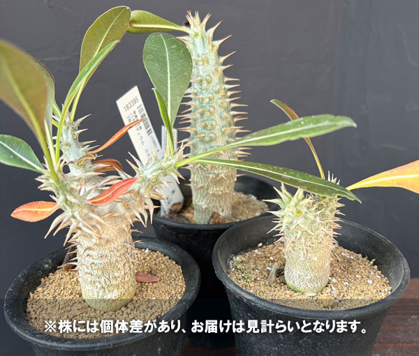 パキポディウム ロスラーツムのおすすめ人気商品一覧 通販 - Yahoo