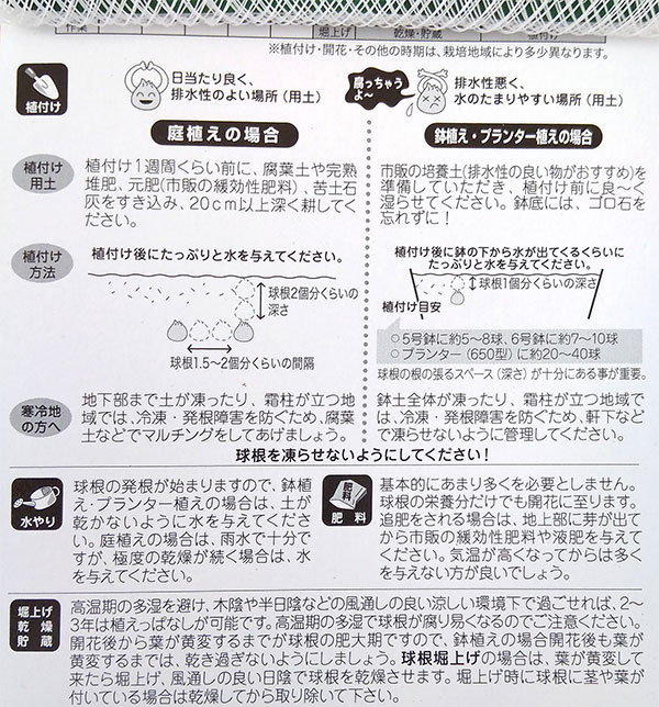 球根 26年9月中下旬予約 ムスカリ ベビーズ...の詳細画像2