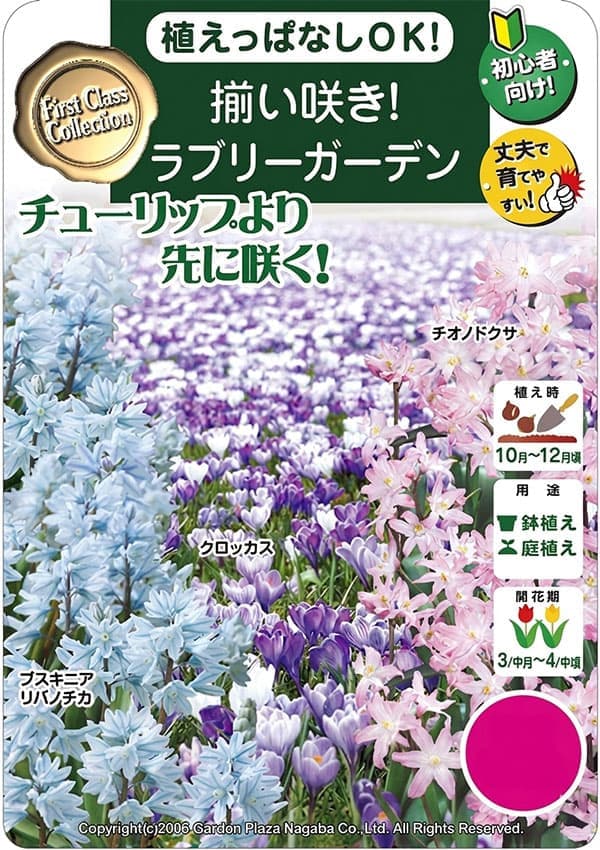 球根 26年9月中下旬予約 球根セット 揃い咲...の詳細画像1