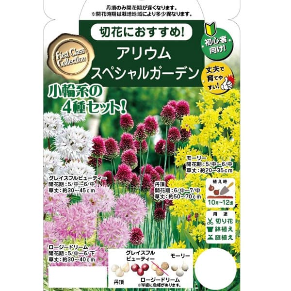 球根 26年9月中下旬予約 アリウム スペシャ...の詳細画像1