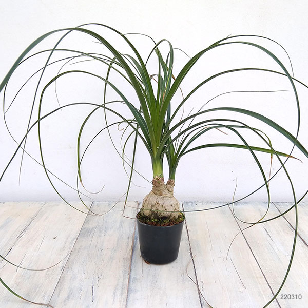 観葉植物 アーリーサマーセール トックリラン(...の詳細画像5